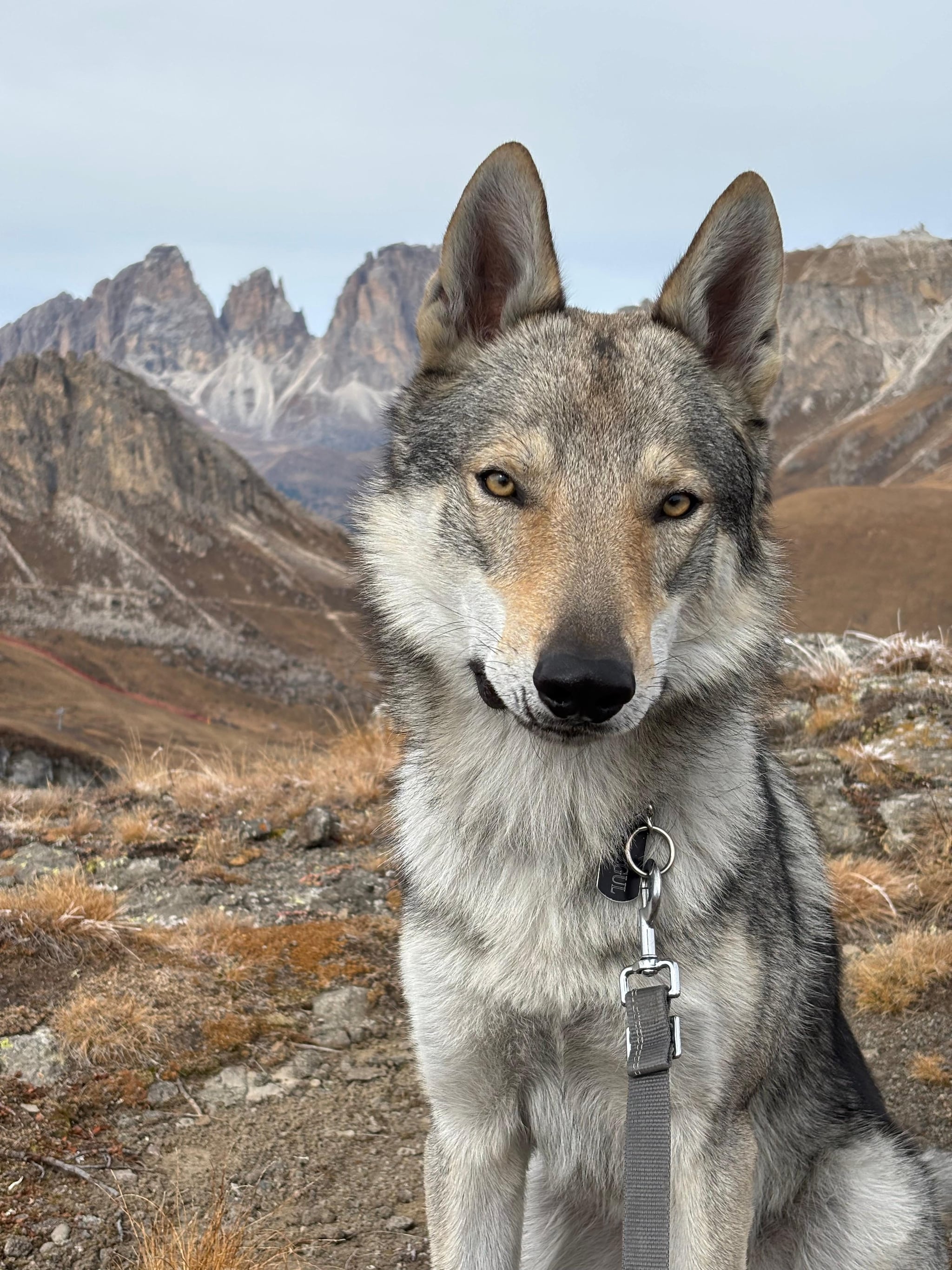 Nazgul, Cane Lupo Cecoslovacco che ha fatto irruzione durante una gara alle Olimpiadi.