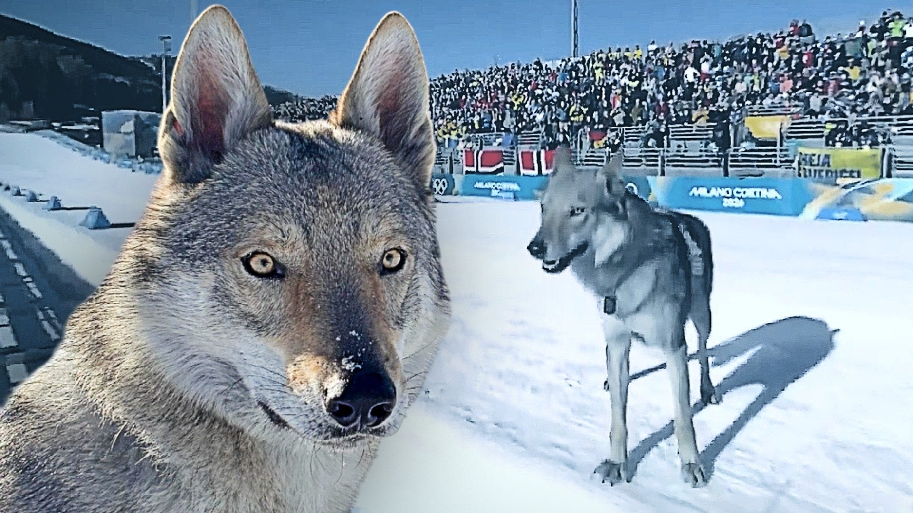 I proprietari di Nazgul, il cane virale alle Olimpiadi: "Quando lo abbiamo visto è salito il panico"