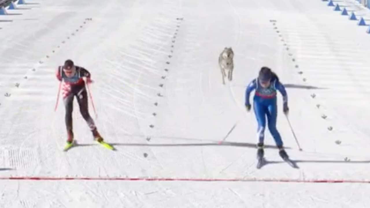 Un Cane Lupo Cecoslovacco irrompe durante la gara di sci alle Olimpiadi: la reazione degli atleti stupisce