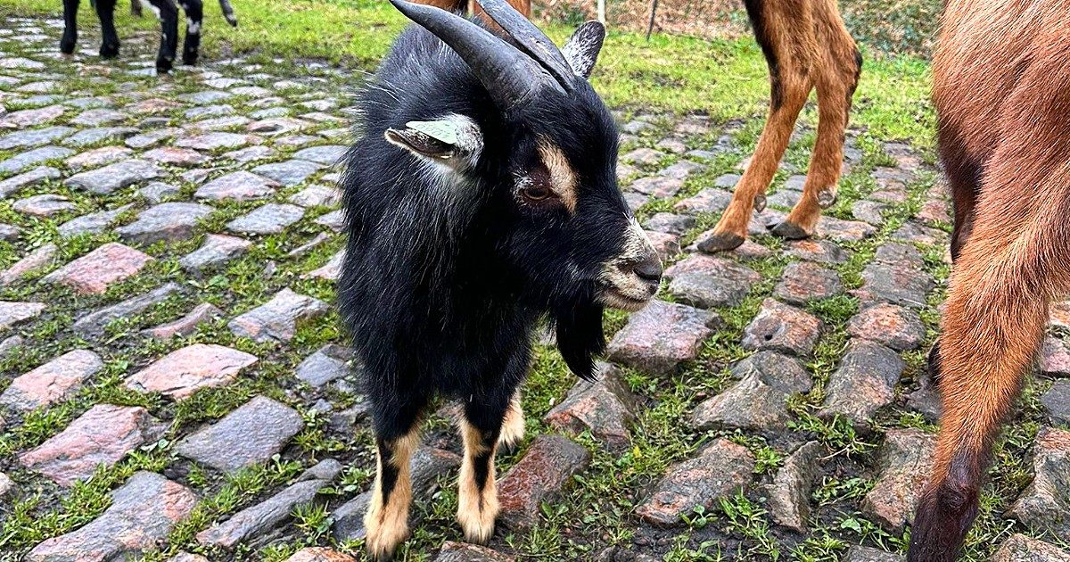 La Parigi–Roubaix e la sostenibilità: ancora una volta le capre sono state utilizzate per la "manutenzione"