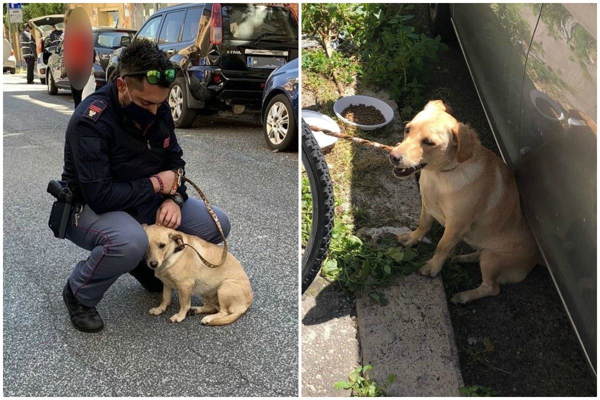 Roma, cucciolo di cane legato a un palo sotto il sole: adottato dal ...