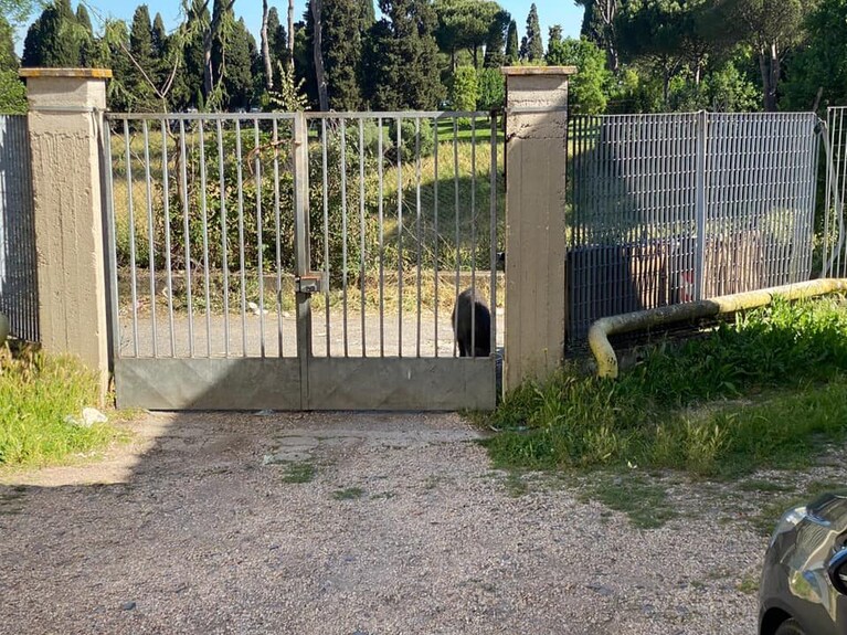 Immagine