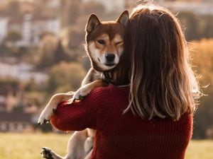 Moglie scopre orrore in casa: marito abusa della cagnolina e l’abbandona