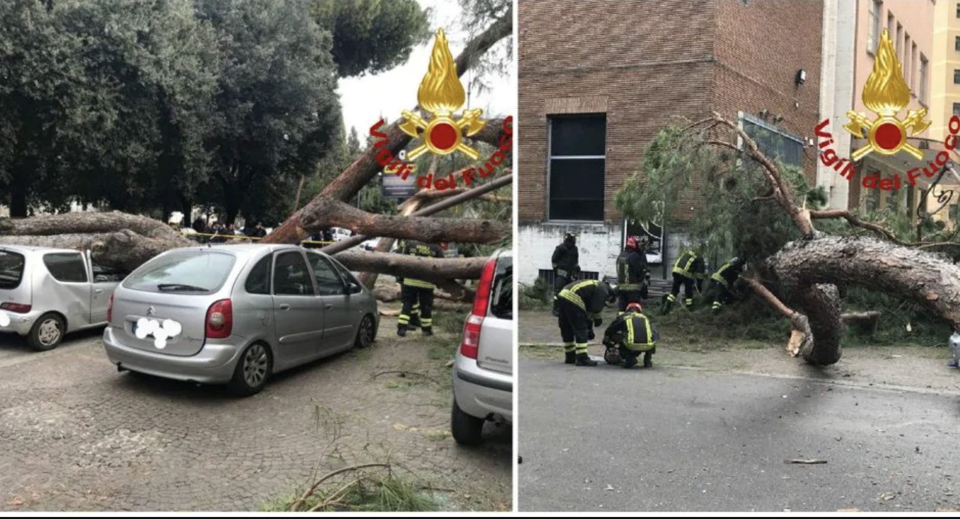 L’albero caduto in viale Mazzini