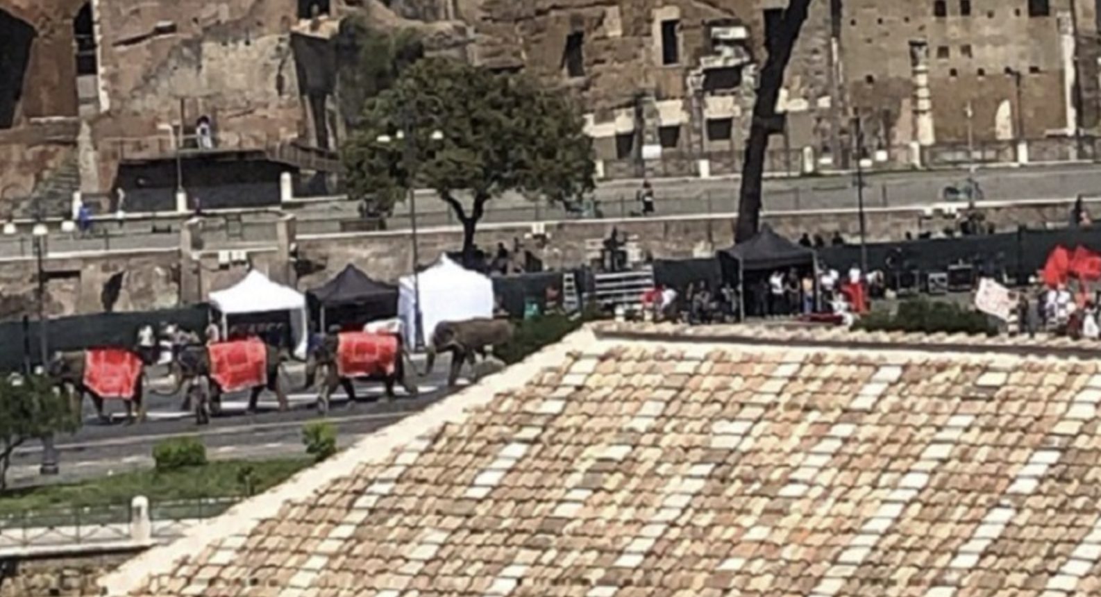 Gli elefanti a Roma per il film di Nanni Moretti (Foto Lav)