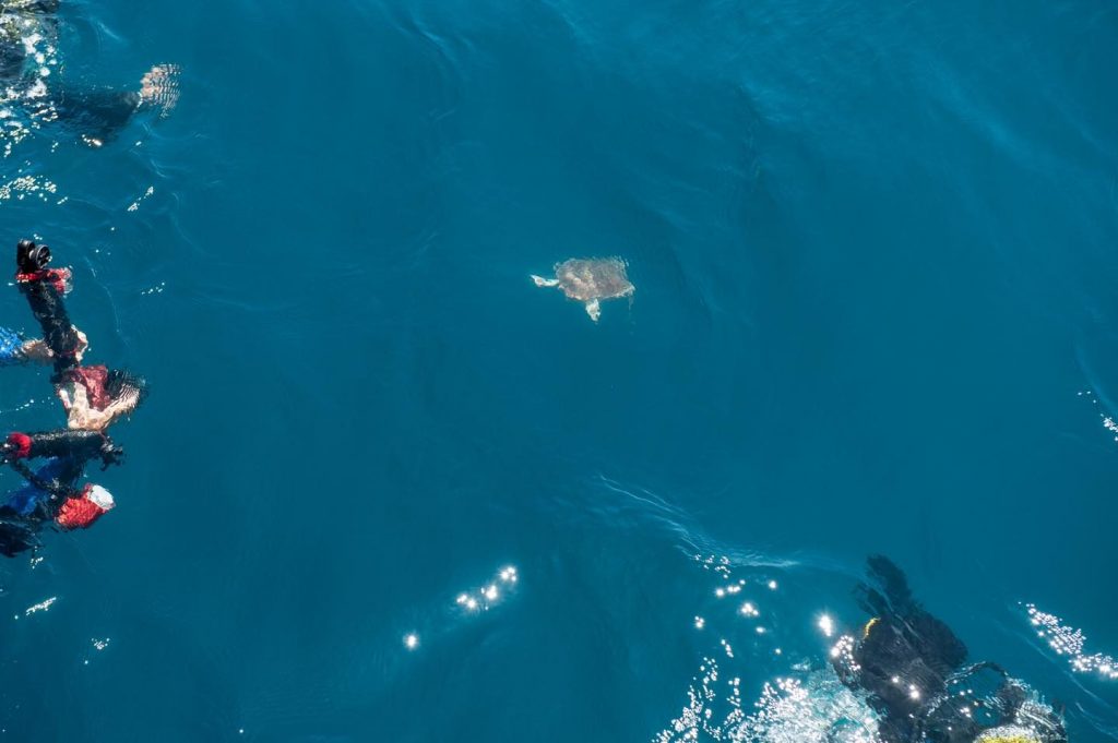 La tartaruga Gui spiaggiata tre mesi fa torna in mare: 