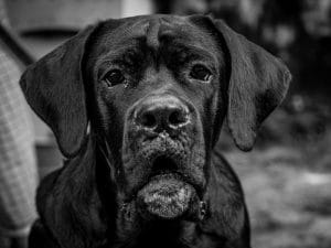 Cane corso insegue il padrone e lo azzanna, l&#8217;uomo in fuga finisce in ospedale: elitrasportato a Roma