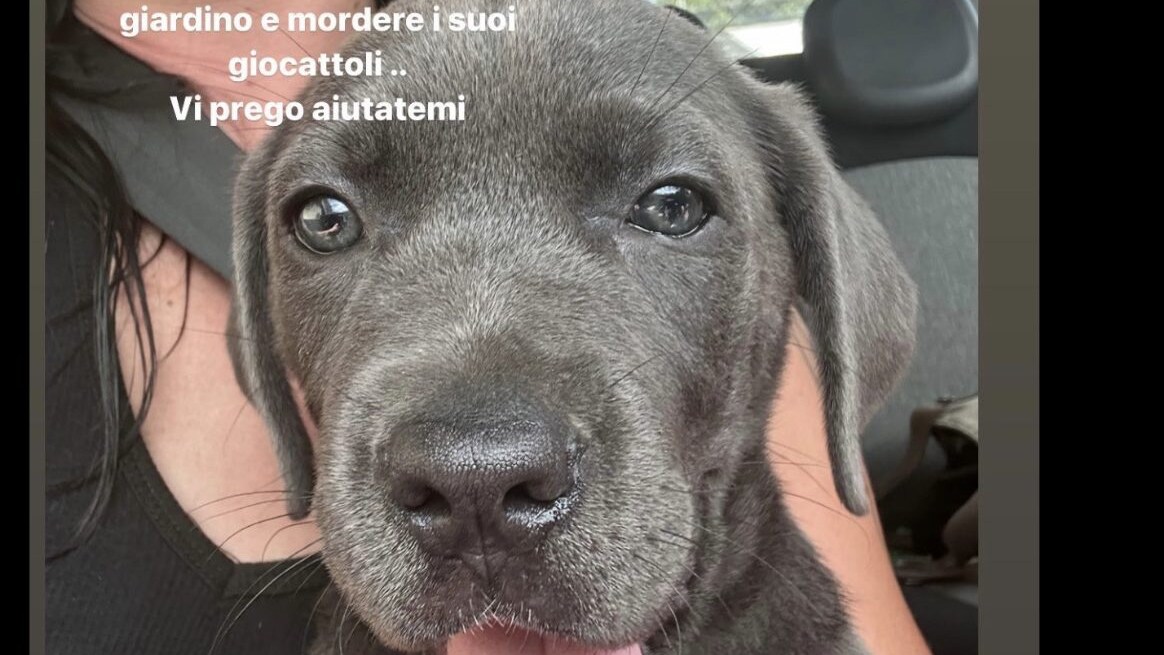 Immagine