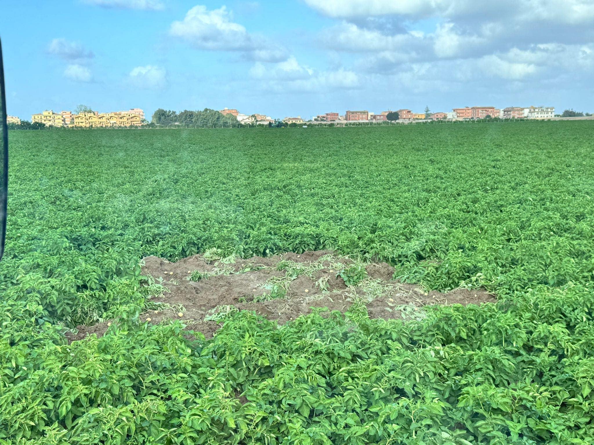 Le campagne tra Maccarese e Passoscuro dopo il furto di patate foto Emanuele Salvalaio