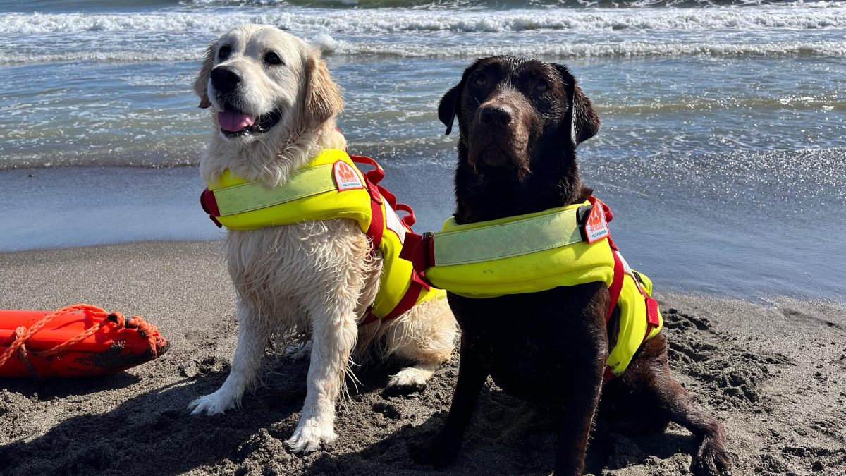 Nita e Maia, le cagnolone che hanno salvato la famiglia di Terni ieri mattina.