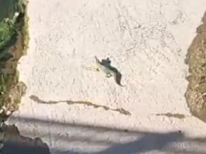 Risolto il mistero del coccodrillo a Ladispoli: &#8220;È un giocattolo, abbiamo anche un dinosauro&#8221;