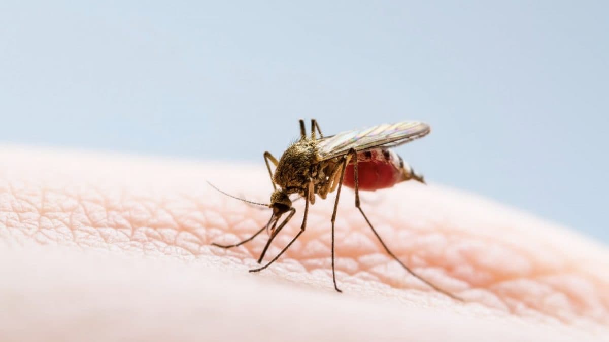 Zanzara comune, Culex pipiens