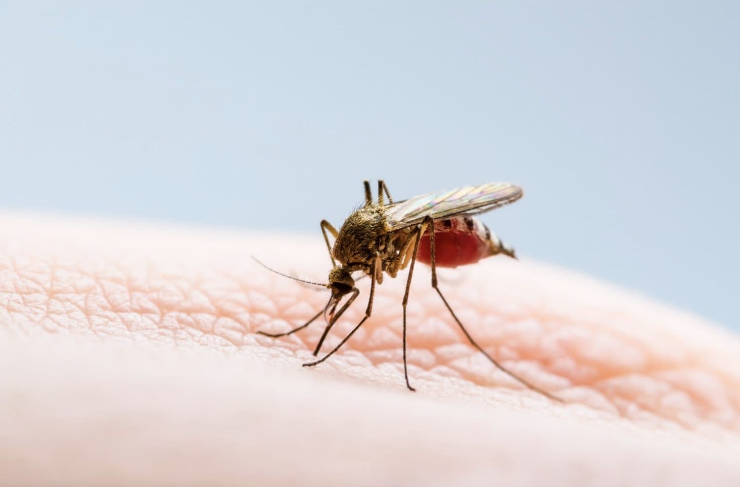 West Nile, ventuno nuovi casi nel Lazio: cinque hanno sintomi neurologici