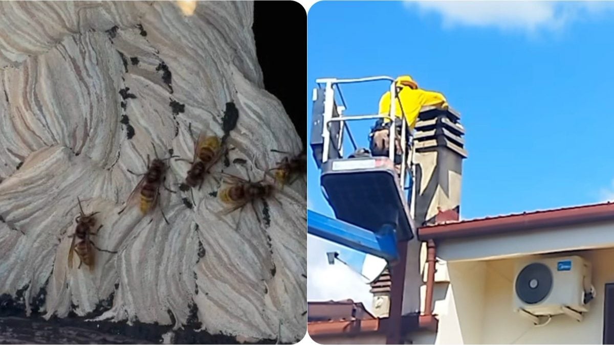 I calabroni nel nido nel comignolo a sinistra, a destra l’etologo Lunerti al lavoro.