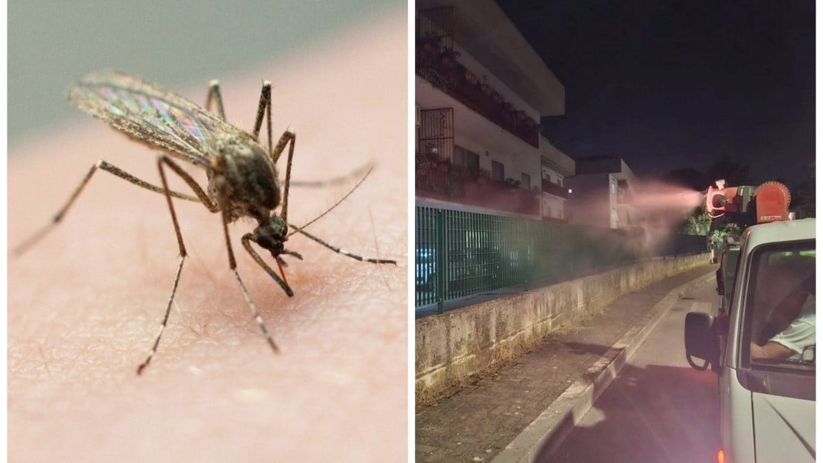 A sinistra una foto della zanzara comune (IStock) a destra uno degli interventi disinfestazione a Fondi