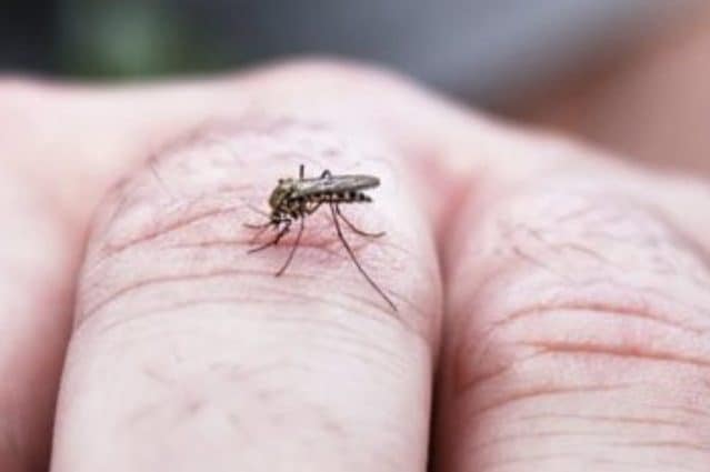 Primo caso di Febbre del Nilo a Roma: ricoverata una donna di 77 anni dell'Infernetto