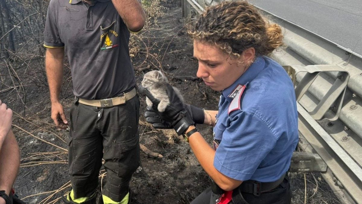 Il gattino salvato dai carabinieri e vigili del fuoco.