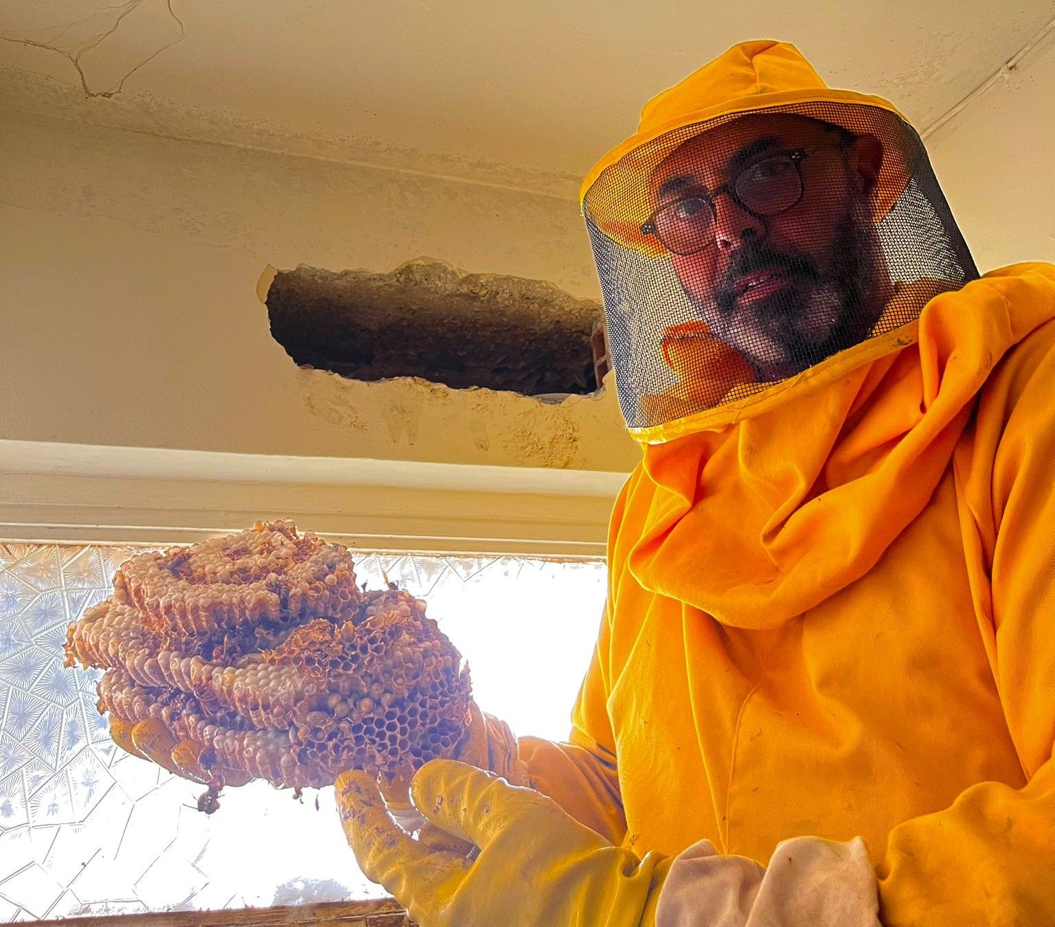 L’etologo Andrea Lunerti che mostra il grande nido di calabroni.