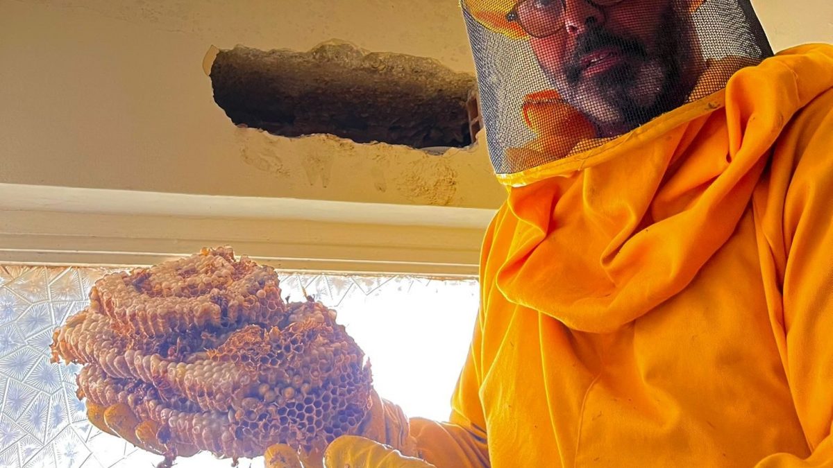 Il nido di calabroni e l’intercapedine da cui è stato estratto.