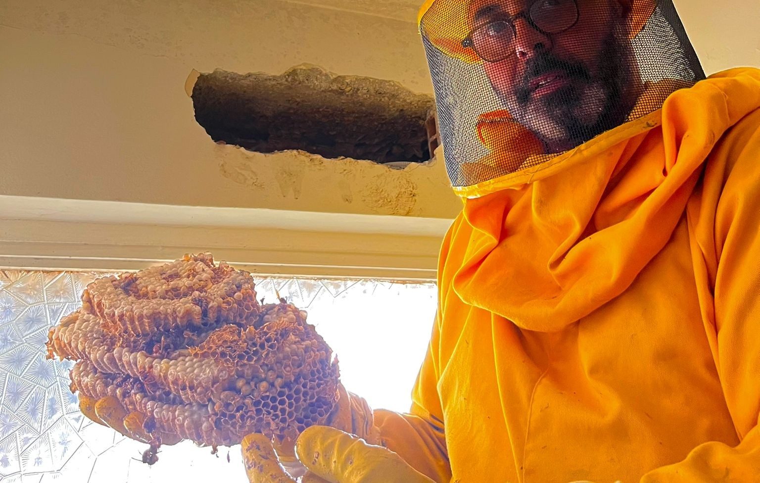 Trovato nido con oltre 400 calabroni in una casa, l'esperto: "In un ...