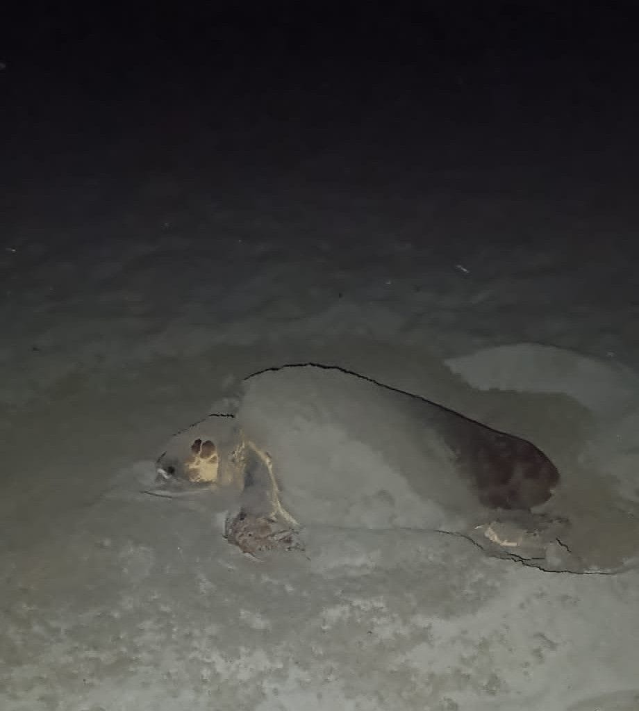 La tartaruga arrivata per deporre le uova.