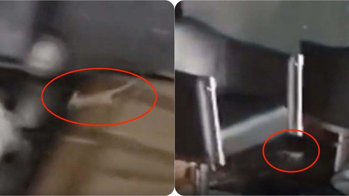 Il topolino che corre fra le sedie e i tavoli del locale.