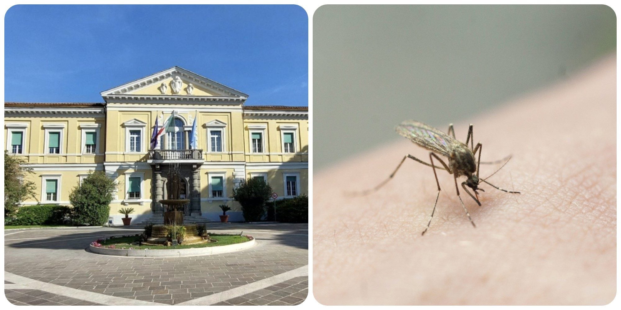 Febbre del Nilo, muore 87enne allo Spallanzani di Roma: è la decima vittima nel Lazio