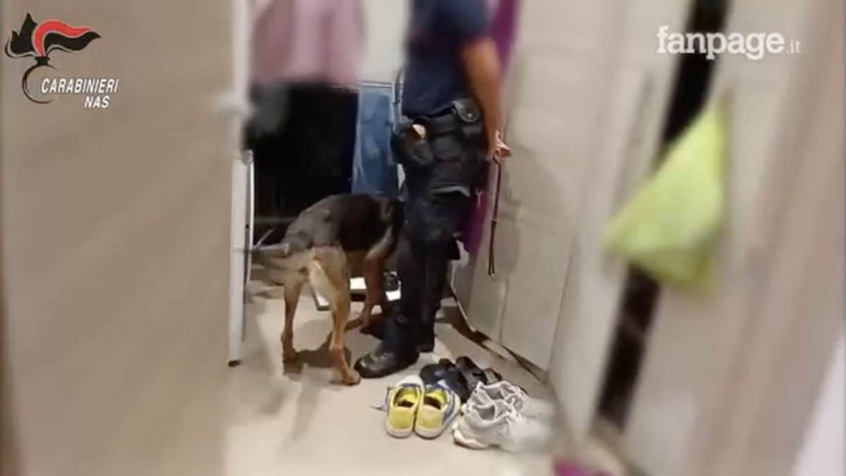 Le perquisizioni con i cani (Frame dal video dei carabinieri)