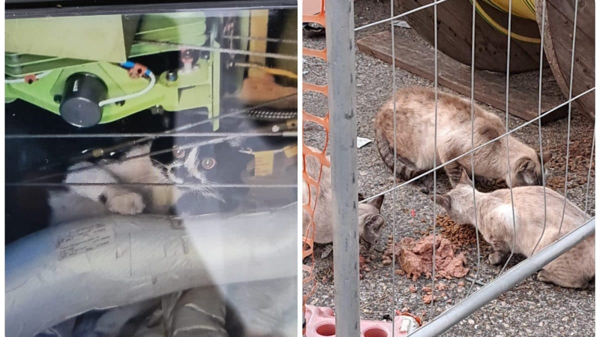 Alcuni dei gatti sulle piste dell’aeroporto di Fiumicino