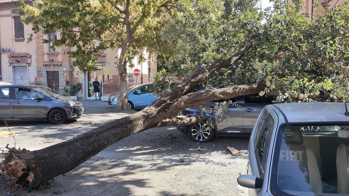 L’albero caduto in via dei Romagnoli