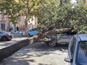 albero-caduto-via-dei-romagnoli-300x225.jpg
