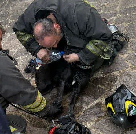 Il cagnolino estratto dall’appartamento in fiamme.