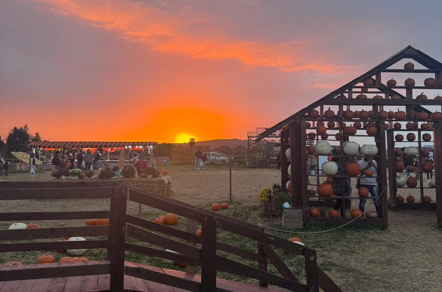 La fattoria delle zucche a Roma Nord