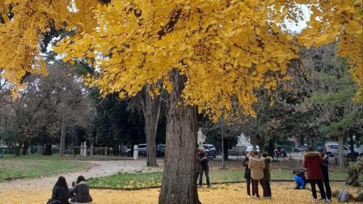 Il ginkgo biloba di Villa Borghese prima dell’abbattimento (Foto da Registro degli Alberi)