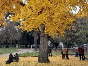 ginkgo-biloba-pincio-villa-borghese-1760369957537-300x225.jpg