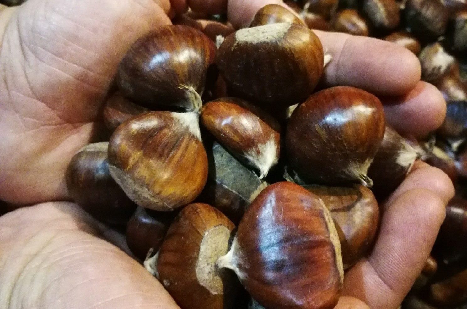 Sagra della castagna a Roccadi Cave