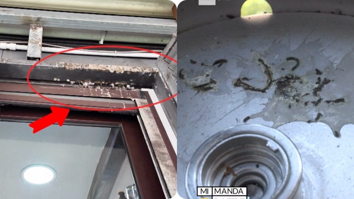 Le immagini di Mi Manda Rai Tre andate in onda nell’inchiesta lo scorso primo novembre.