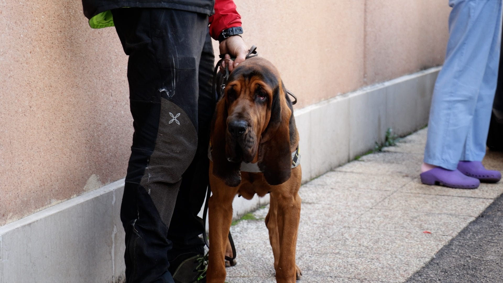 Il cane molecolare Faber del soccorso alpino