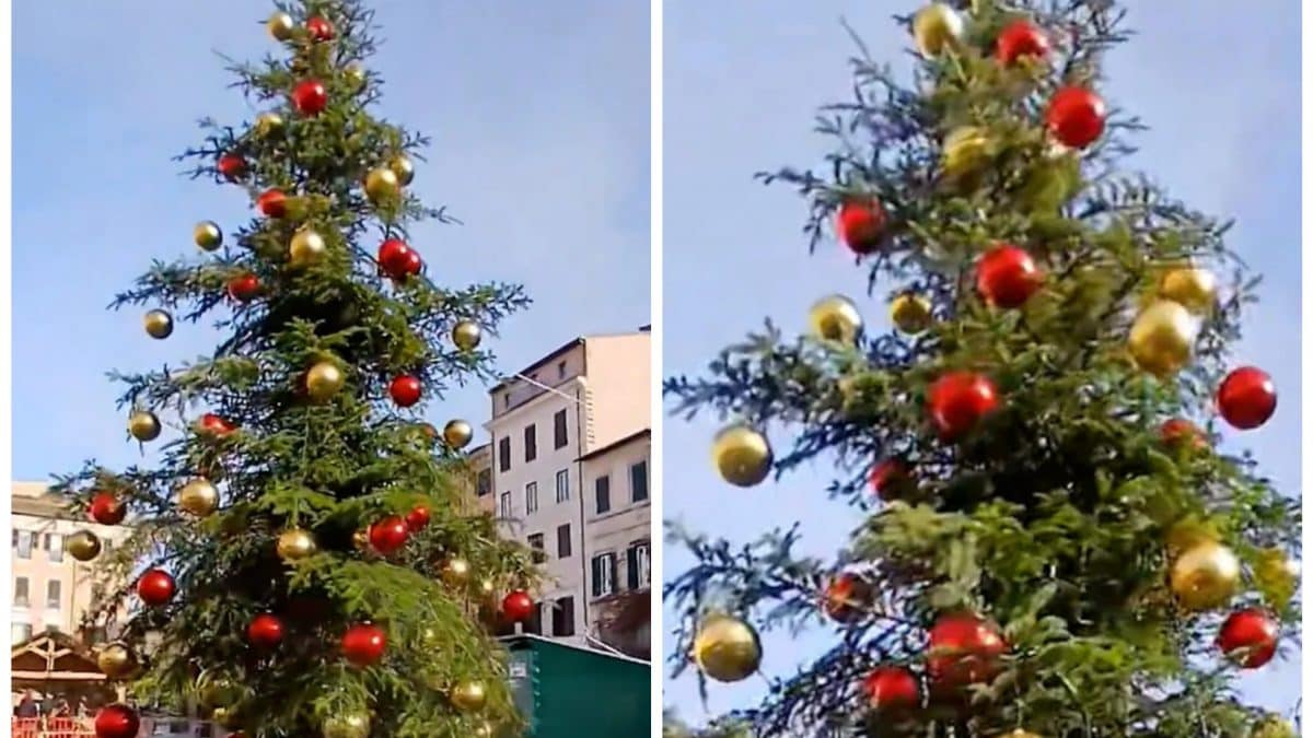 L’albero di Natale a Piazza Navona (Credit: ROMA SI AMA/Massimo Coccioletti)