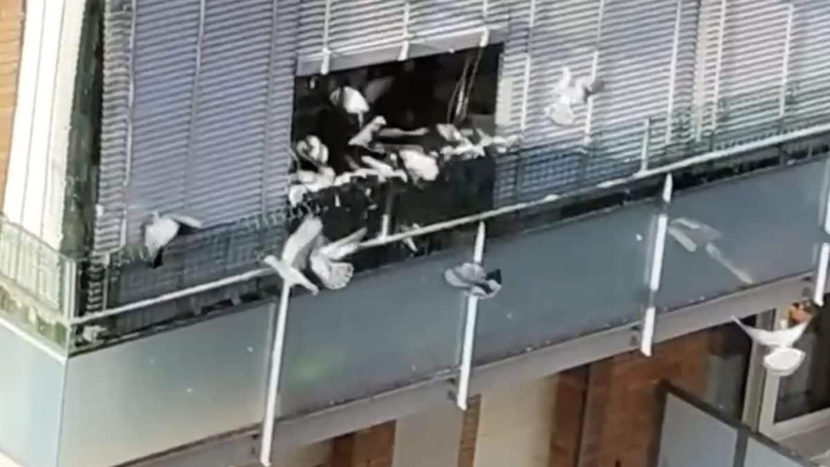 I piccioni che escono dal balcone del condominio in viale Spartaco