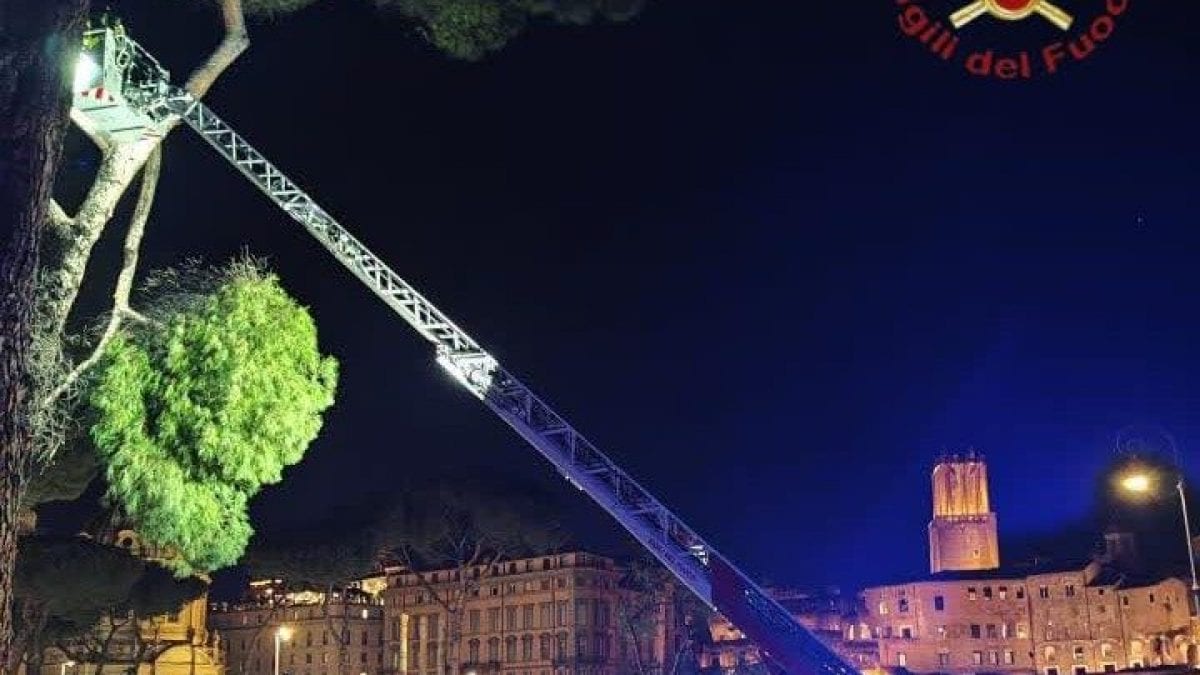 Il crollo dell’albero, successivamente rimosso dai vigili del fuoco.