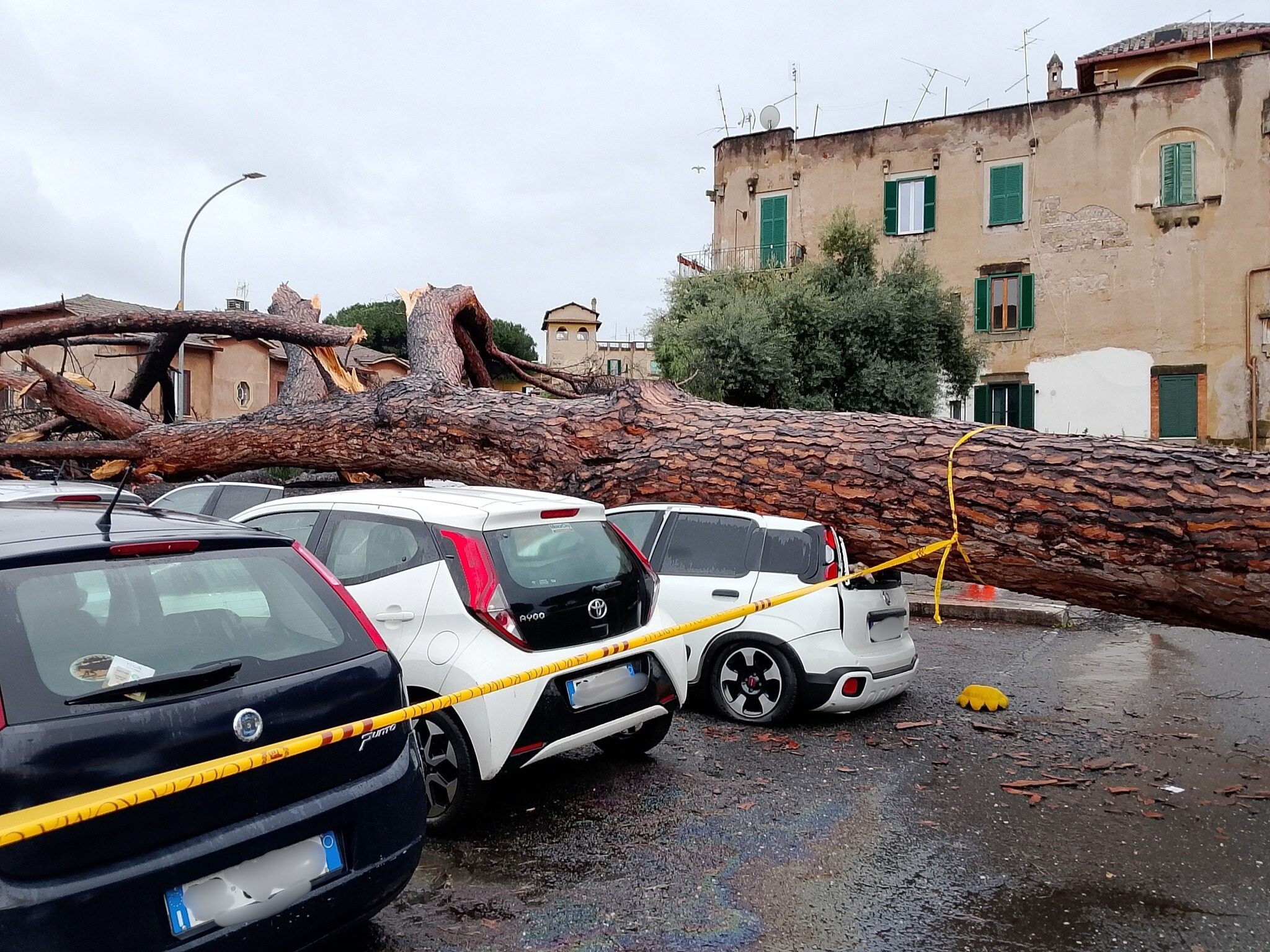 Il pino crollato sulle macchine a Garbatella (Foto da Facebook)