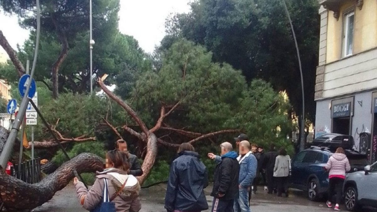 Albero caduto a Re di Roma (Foto dal Gruppo San Giovanni–Appio Latino)