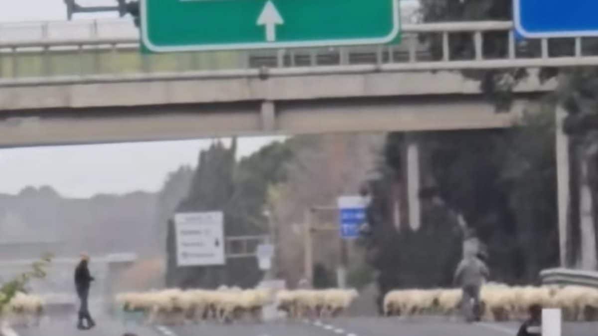 Le pecore sul Gra nel pomeriggio di ieri.