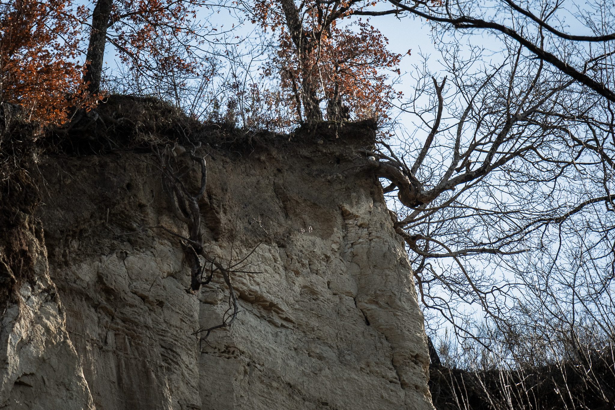 Gli alberi pericolanti in seguito al distacco del terreno
