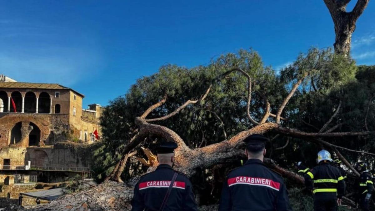 L’albero caduto in via dei Fori Imperiali