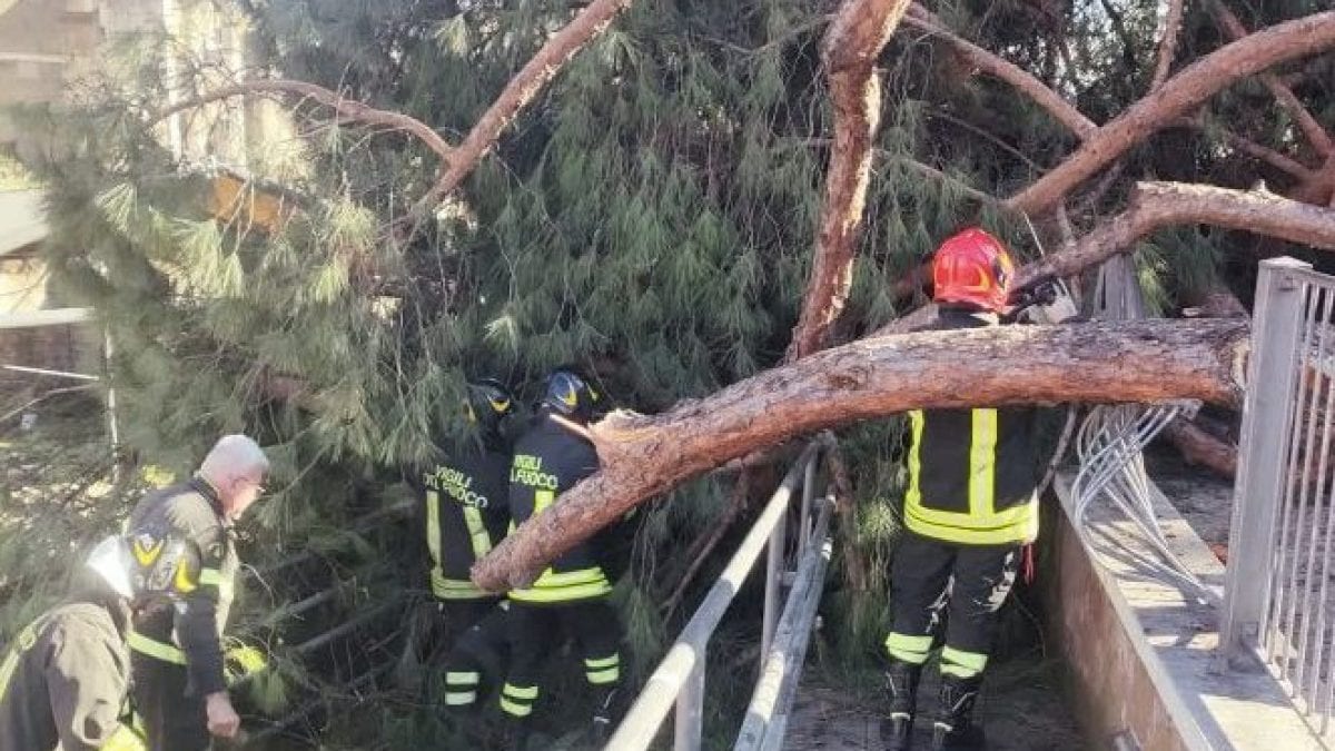 Il pino crollato su via dei Fori Imperiali (Foto di vigili del fuoco)