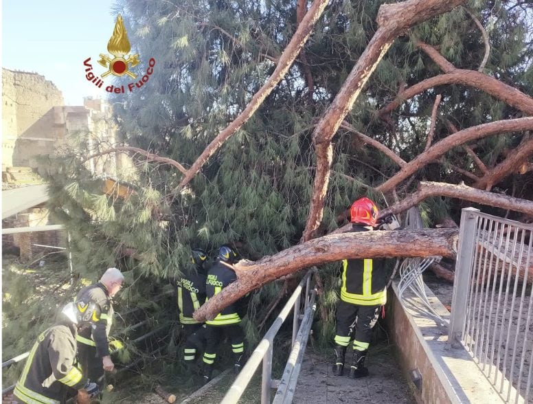 I vigili del fuoco al lavoro per rimuovere l’albero in via dei Fori Imperiali