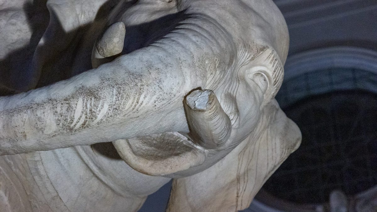 La zanna spezzata dell’Elefantino.