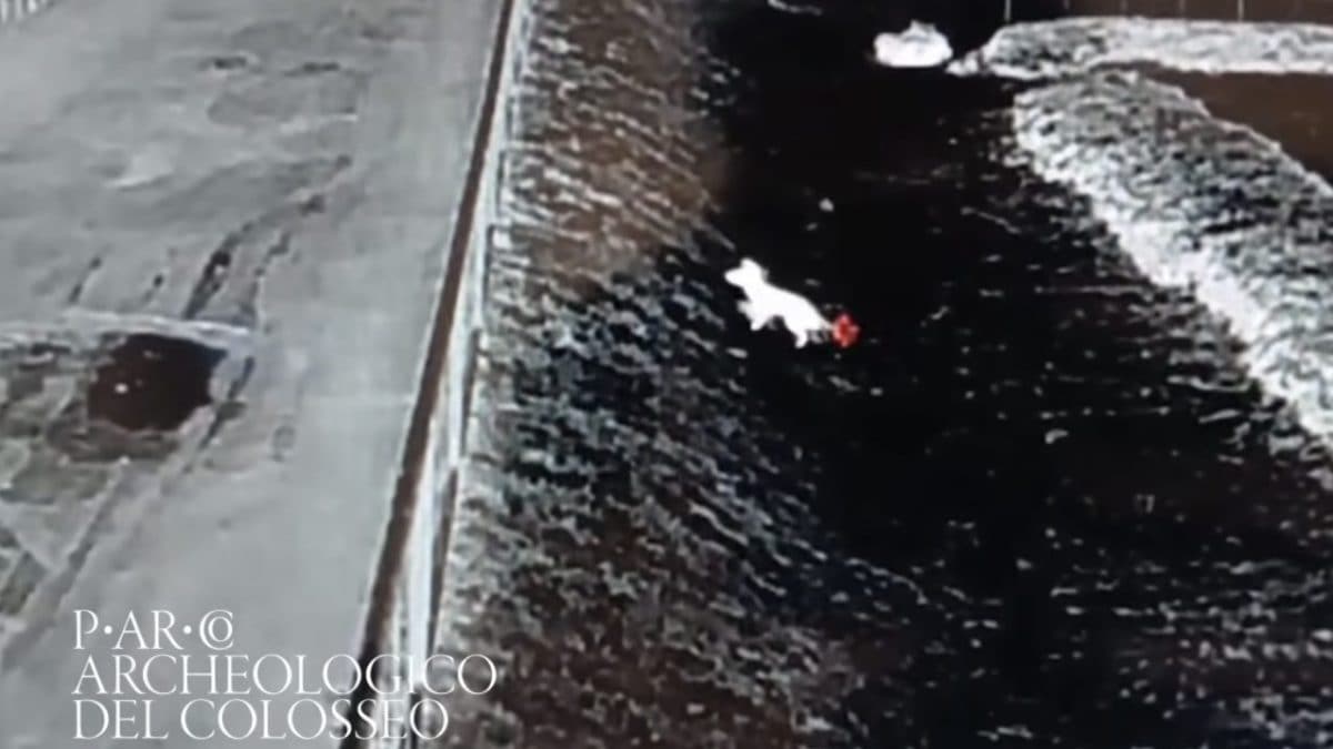 La volpe del Colosseo, ripresa finalmente dopo sei anni.